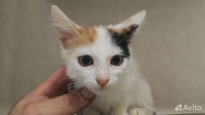 Отдам котят 2,5месяца