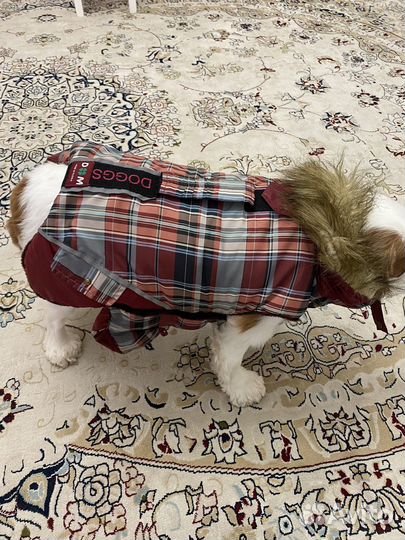 Одежда для собак