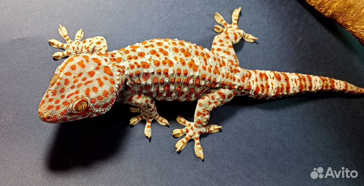 Гекконы токи (Gekko gekko)