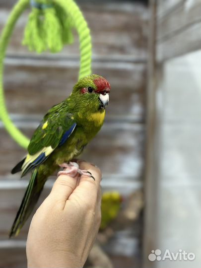 Попугай какарик