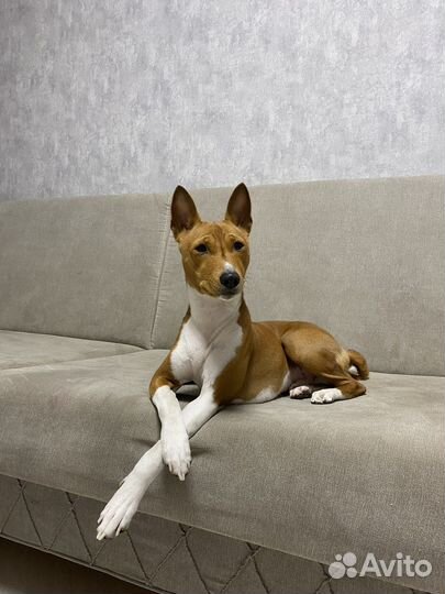 Бассенджи вязка