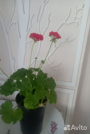 Пеларгония сортовая