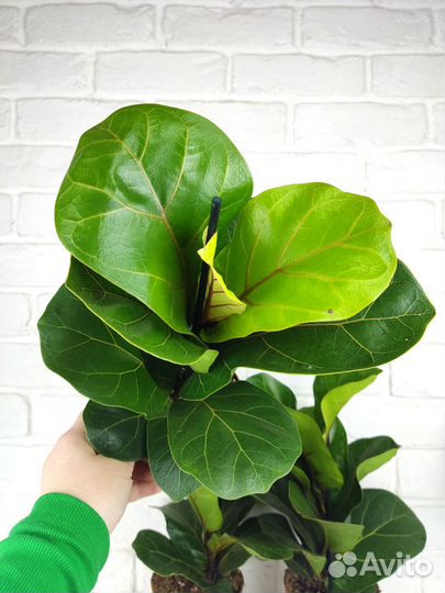 Фикус лирато бамбино