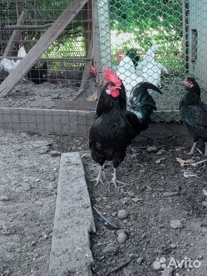 Молодые петухи