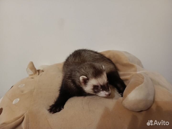 Хорек девочка