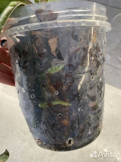 Орхидея фаленопсис Полька Дотс