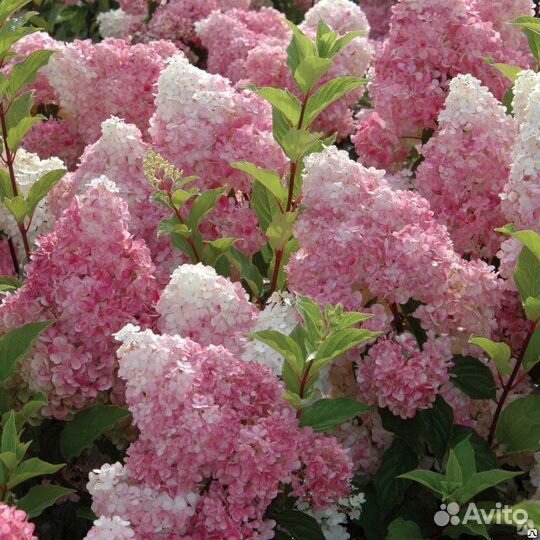 Гортензия метельчатая, древовидная, крупнолистовая