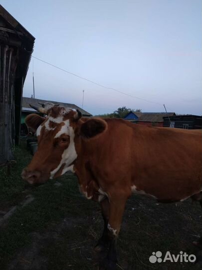 Первотелка