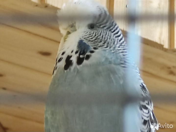 Волнистые ввп