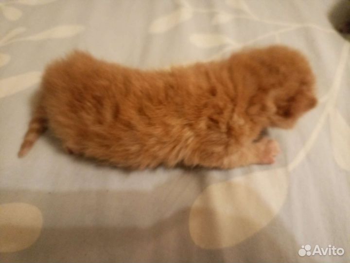 Котята в добрые руки бесплатно