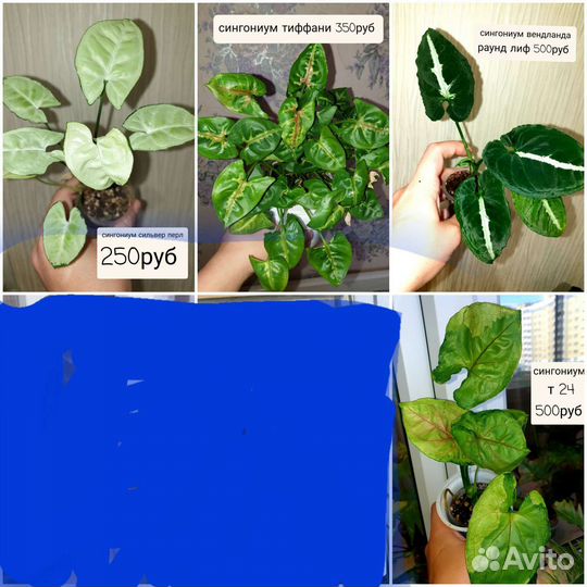 Сингониумы сортовые