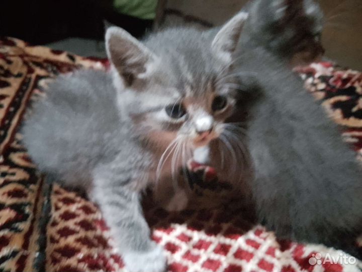 Котенок в дар бесплатно