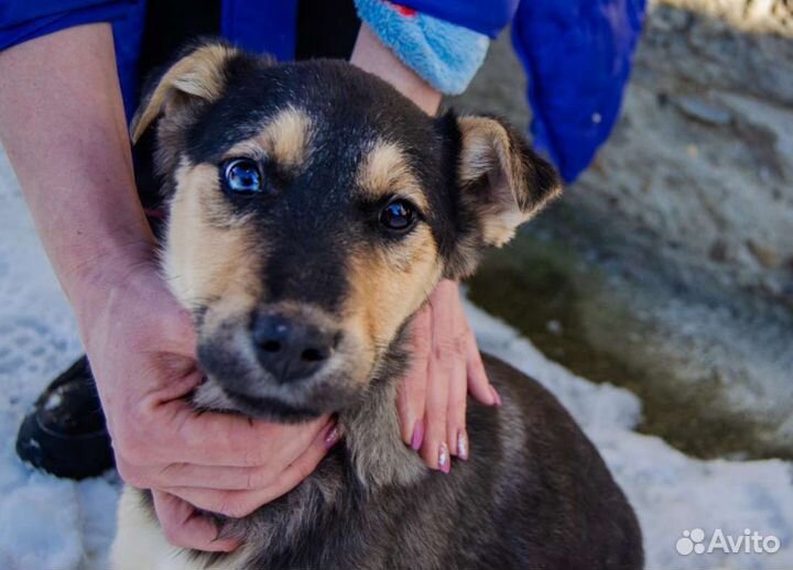 Щенок Псекупс (девочка), 3 месяца