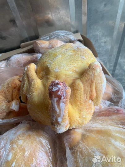 Куры домашние