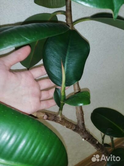 Комнатные домашние растения