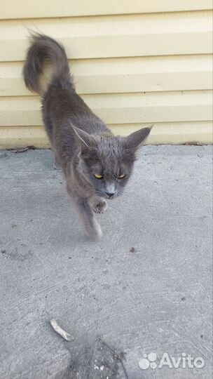 Найдена кошка