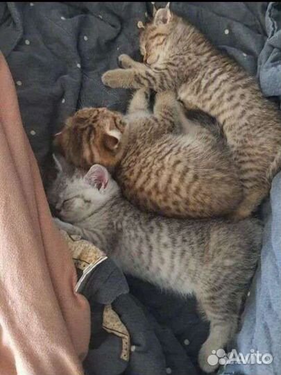 Шотландские котята