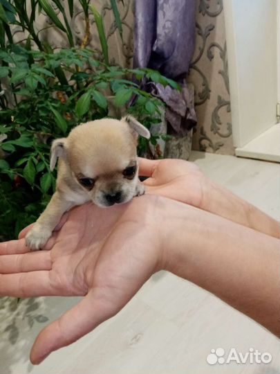 Щенки чихуахуа