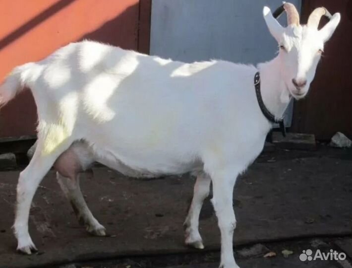 Заанинская дойная коза