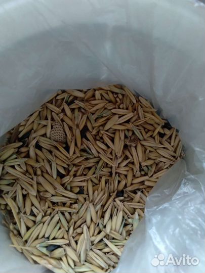 Пшеница,овёс