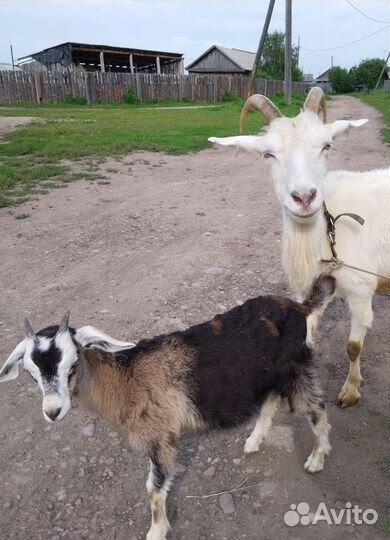 Козочки молочных линий