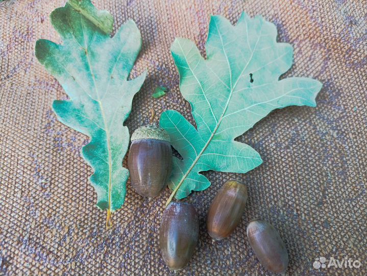 Желуди дуба