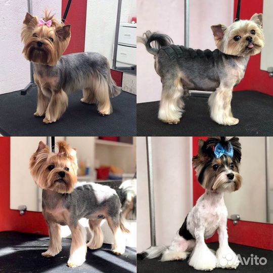 Груминг. Стрижка собак и кошек