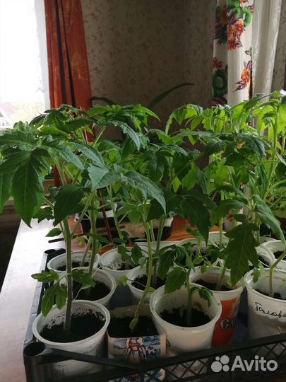 Рассада помидор и перцев