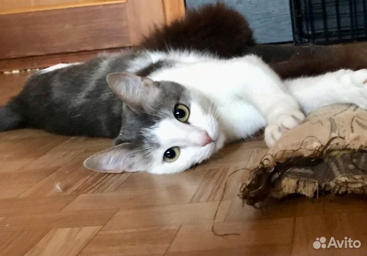 Кошечка Анютка ищет дом