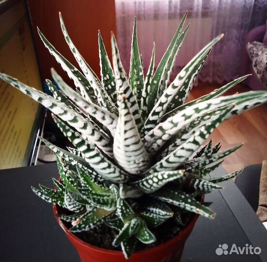 Хавортия Альба