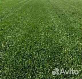 Газон от производителя