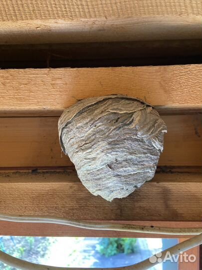 Осиное гнездо