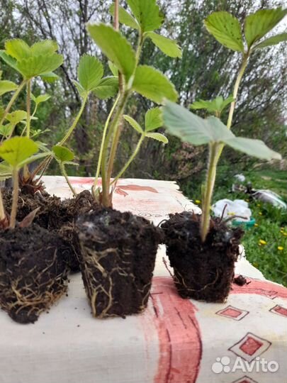 Виктория Сан-Андреас ремонтантная