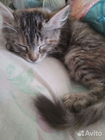 Отдам в добрые руки