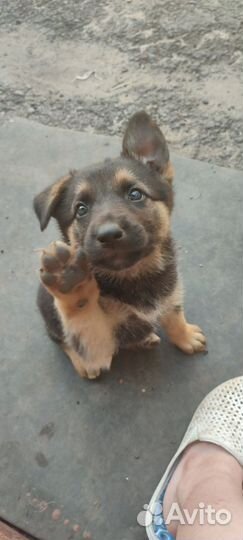 Щенки собаки