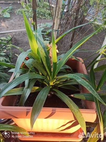 Пальма юкка