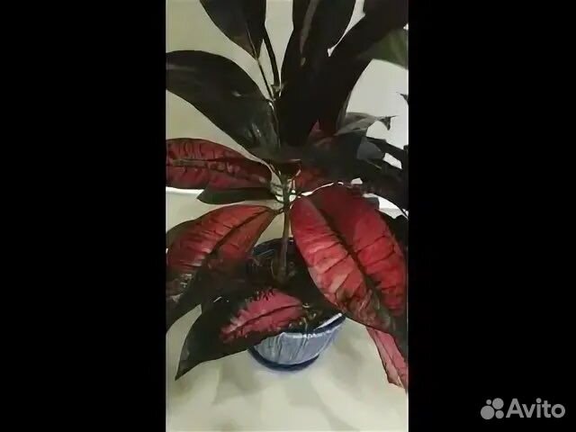 Кротон мисс айстон