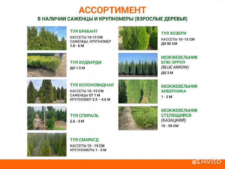 Плодовые деревья. Крупномеры и саженцы