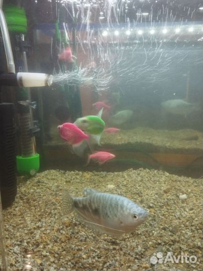 Аквариумные рыбки
