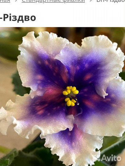 Детки сортовых фиалок