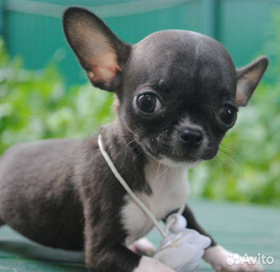 Маленькая Принцесса - девочка чихуахуа
