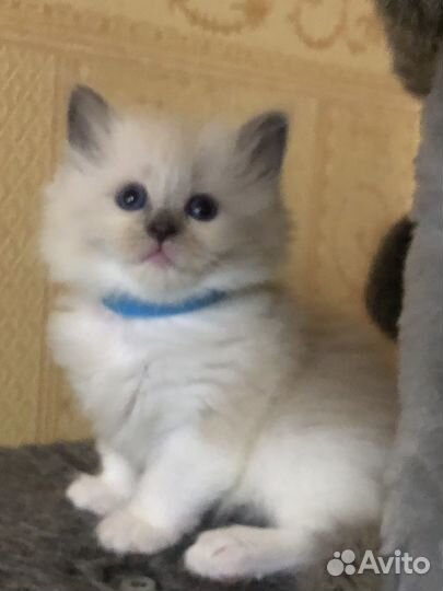 Котята регдолл