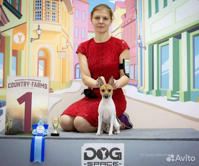 Профессиональный хендлер. Грумер