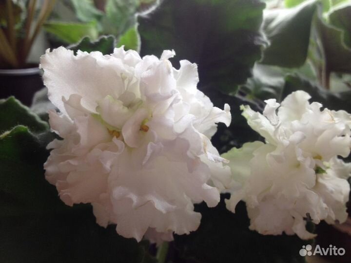 Фиалки сортовые