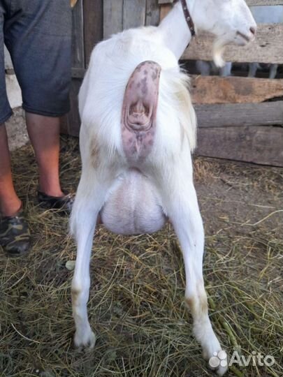 Коза дойная молочная