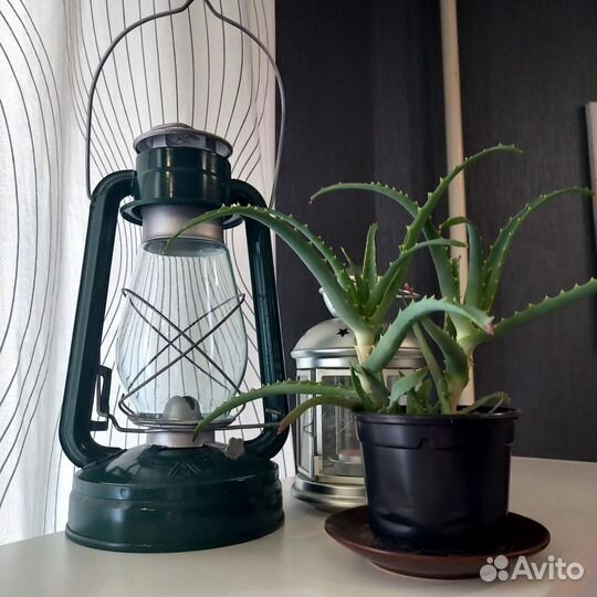 Комнатные цветы алоэ