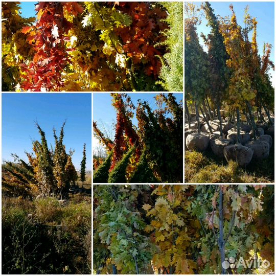 Дуб красный