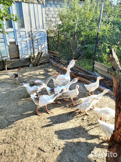 Гуси холмогоры