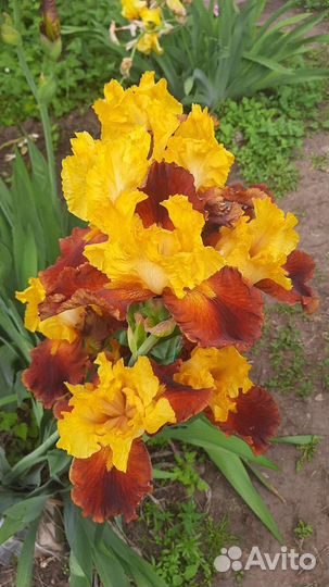 Ирис бородатый