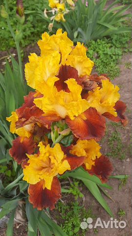 Ирис бородатый